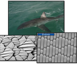 The Application of Bio Mimicry - Mike Barron